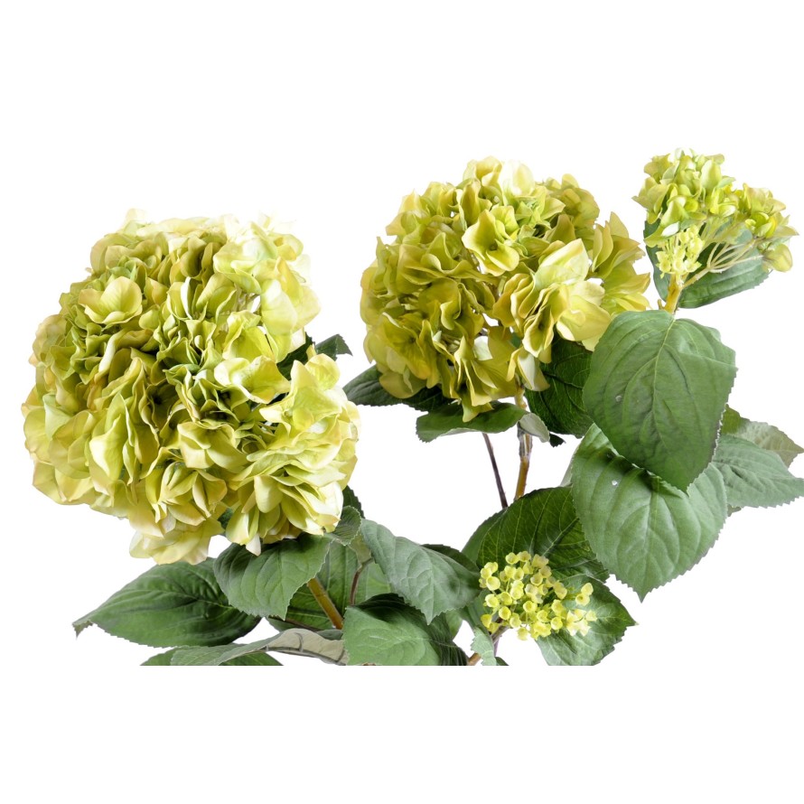 HORTENSIA PLANTA 82
