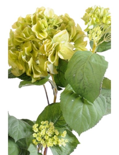 HYDRANGEA PLANT 82 (Net promotional price)