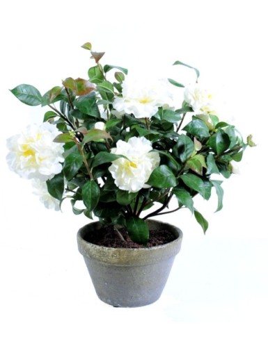 CAMELIA EN MACETA DE BARRO