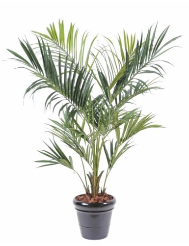 KENTIA PALME ROYAL