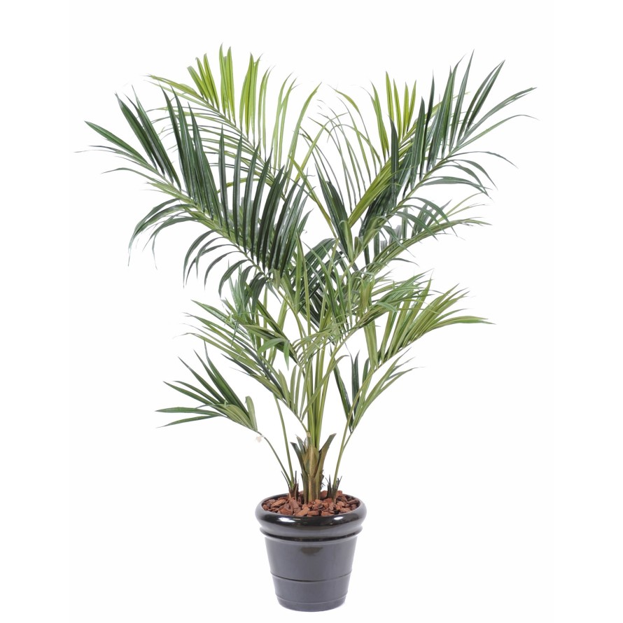 KENTIA PALME ROYAL