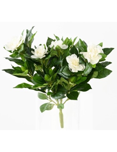 GARDENIA *6-6