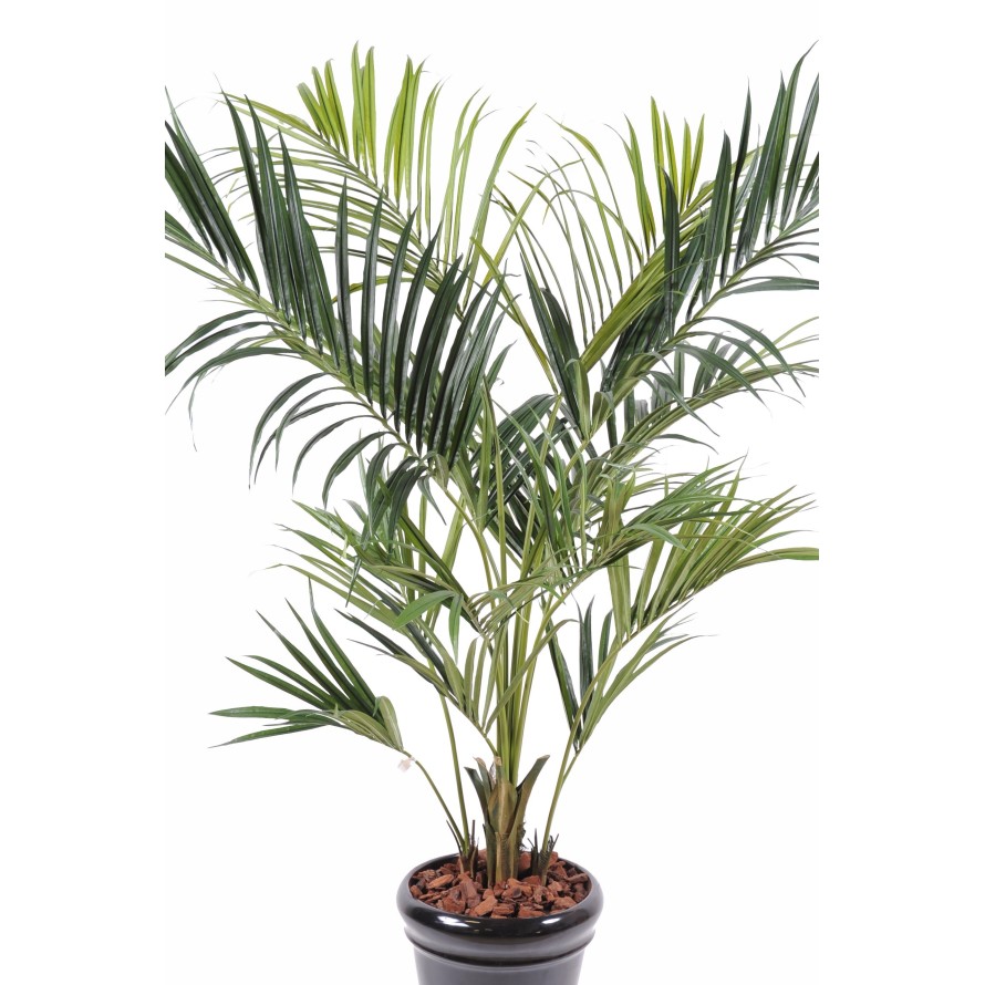 KENTIA PALMERA REAL