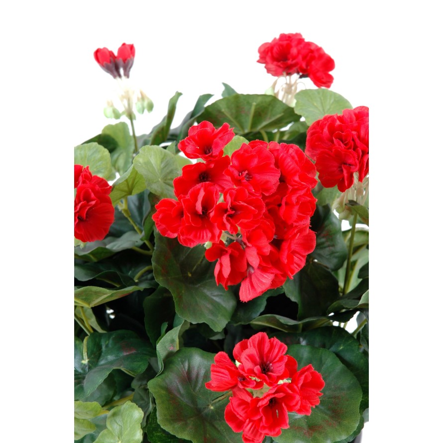 GERANIUM *115