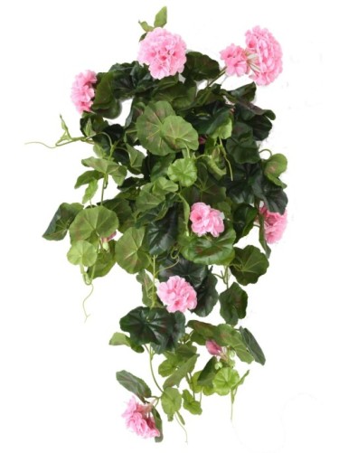 GERANIUM HÄNGEKUNSTPFLANZE...