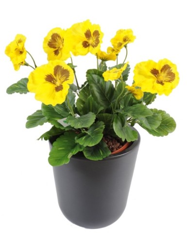 STIEFMÜTTERCHEN *11