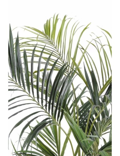 KENTIA PALME ROYAL