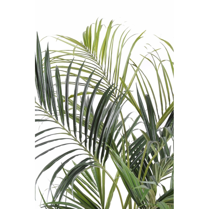 KENTIA PALMERA REAL
