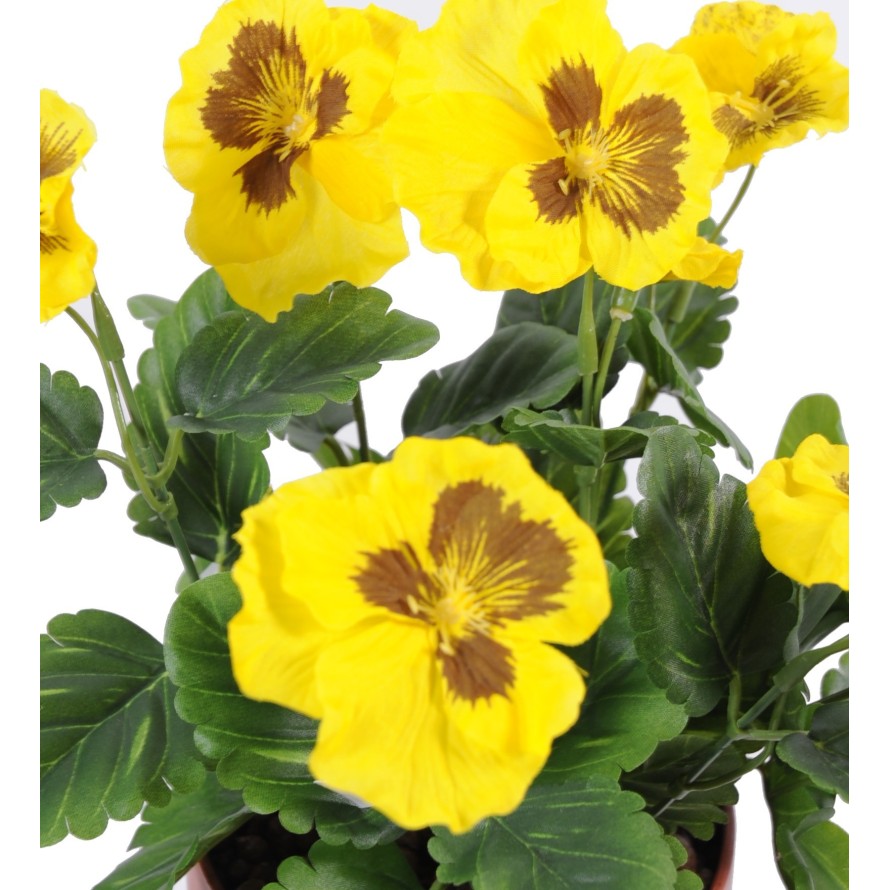 STIEFMÜTTERCHEN *11