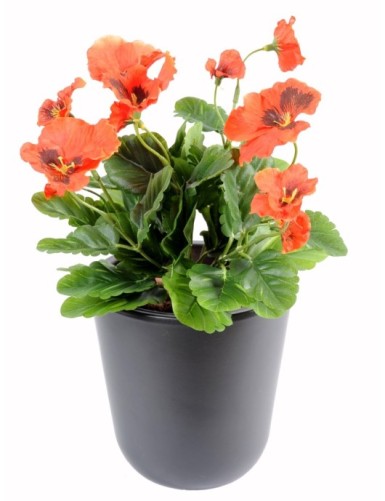 STIEFMÜTTERCHEN *11