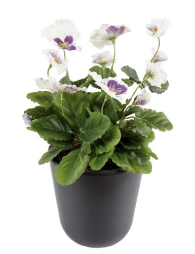 STIEFMÜTTERCHEN *11