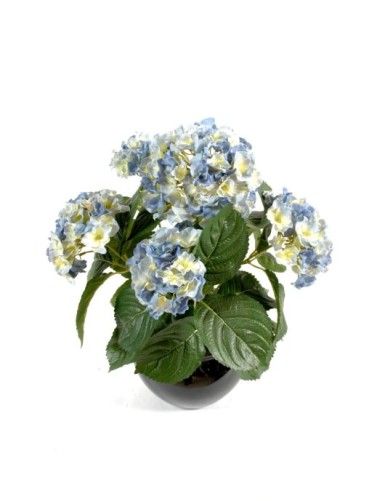 HORTENSIA PLANTA 5C