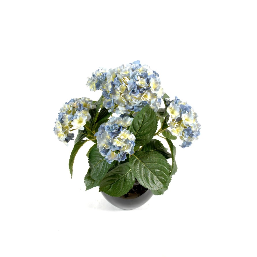 HORTENSIA PFLANZE 5T