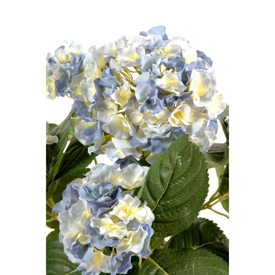 HORTENSIA PLANTA 5C