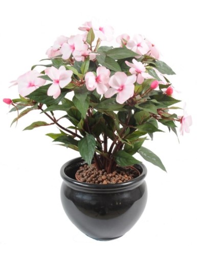 IMPATIENS SIN MACETA