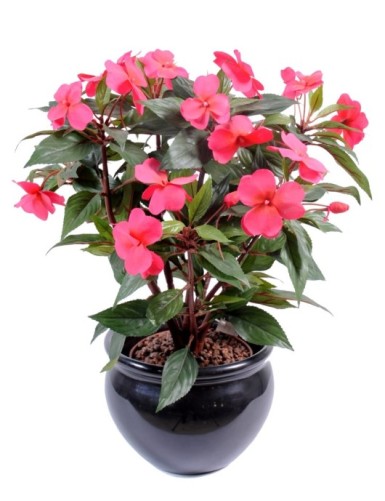 IMPATIENS SIN MACETA