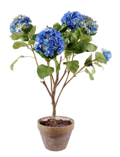 HORTENSIA TONTOPF