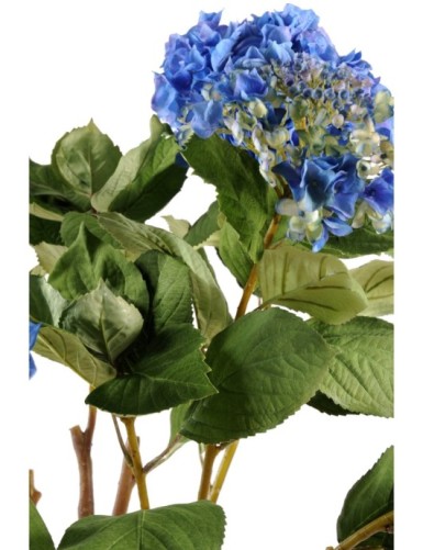 HORTENSIA EN MACETA DE BARRO (Precio neto promocional)