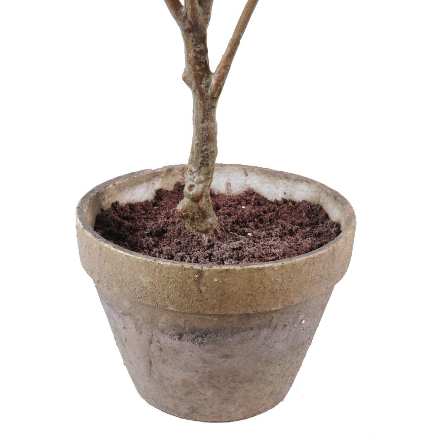 HORTENSIA POT TERRE (promo net)