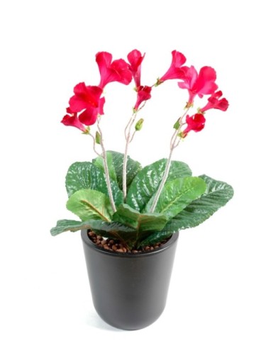 STREPTOCARPUS (Sonderpreis)