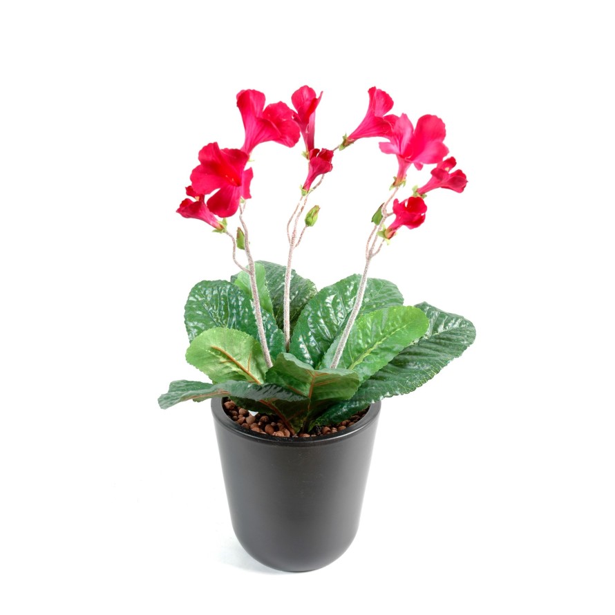 STREPTOCARPUS (Netto-Aktionspreis)