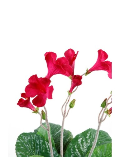 STREPTOCARPUS (promo net)