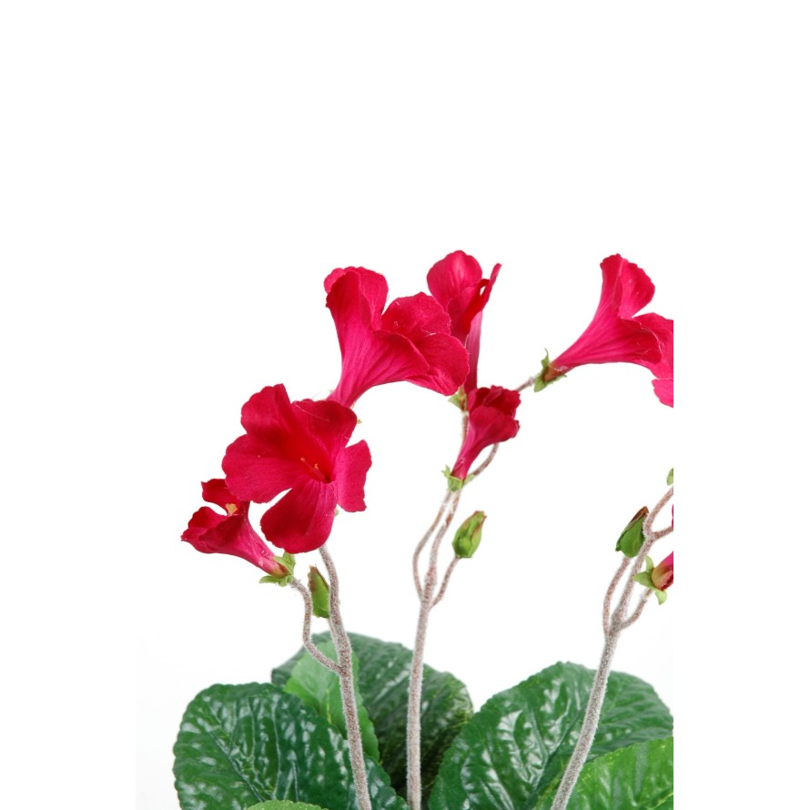 STREPTOCARPUS (Netto-Aktionspreis)
