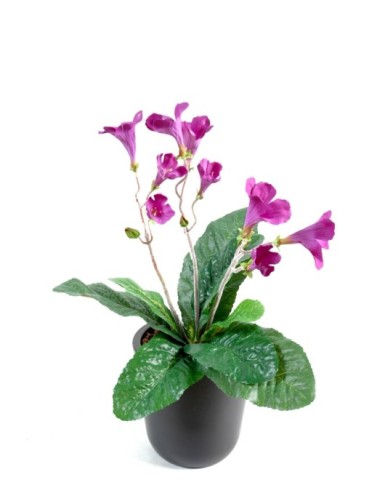 STREPTOCARPUS...