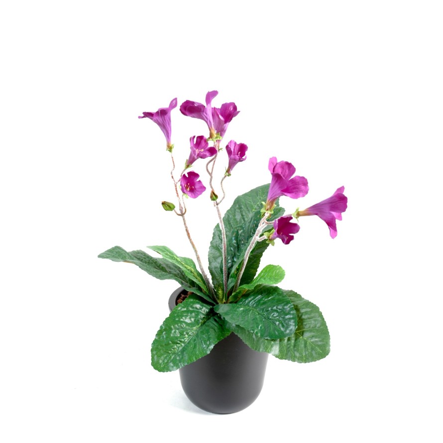 STREPTOCARPUS (Net promotional price)