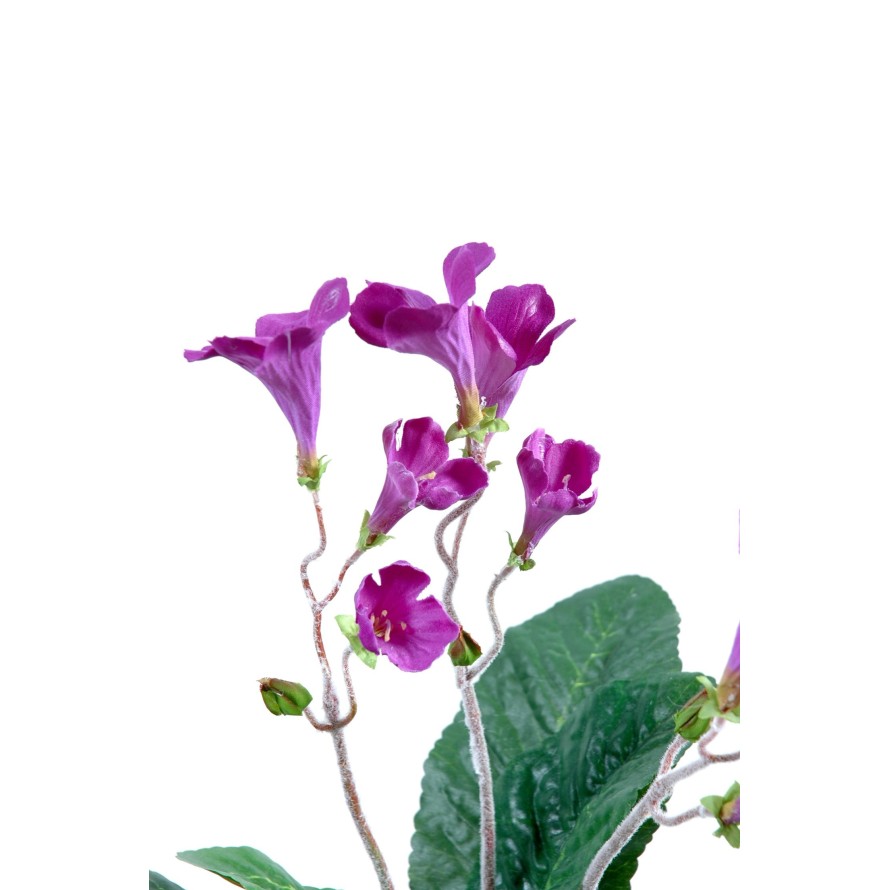 STREPTOCARPUS (Netto-Aktionspreis)