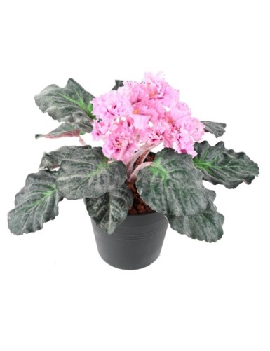 SAINTPAULIA (Precio neto...