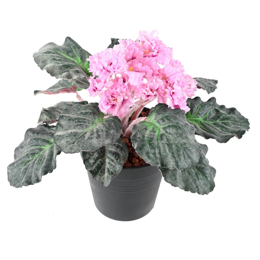 SAINTPAULIA (Precio neto promocional)