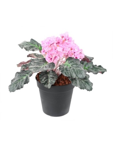 SAINTPAULIA (Netto-Aktionspreis)