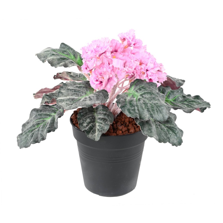 SAINTPAULIA (Sonderpreis)