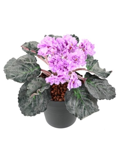 SAINTPAULIA (Netto-Aktionspreis)