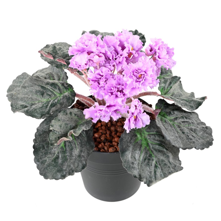 SAINTPAULIA (Net promotional price)