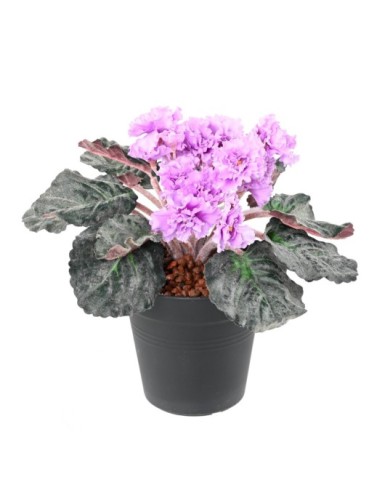 SAINTPAULIA (Netto-Aktionspreis)