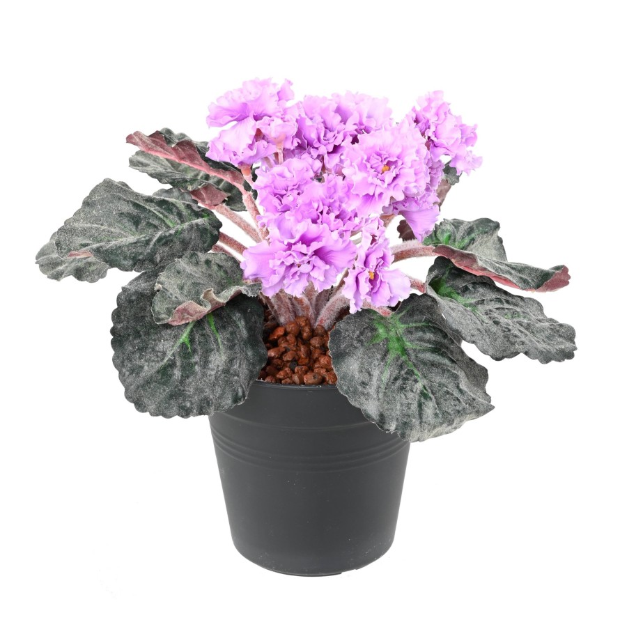 SAINTPAULIA (Sonderpreis)