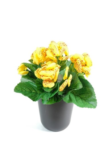 CALCEOLARIA (Precio neto promocional)