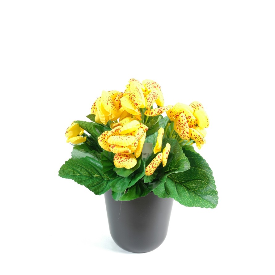 CALCEOLARIA (Net promotional price)