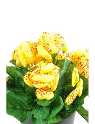 CALCEOLARIA (Net promotional price)