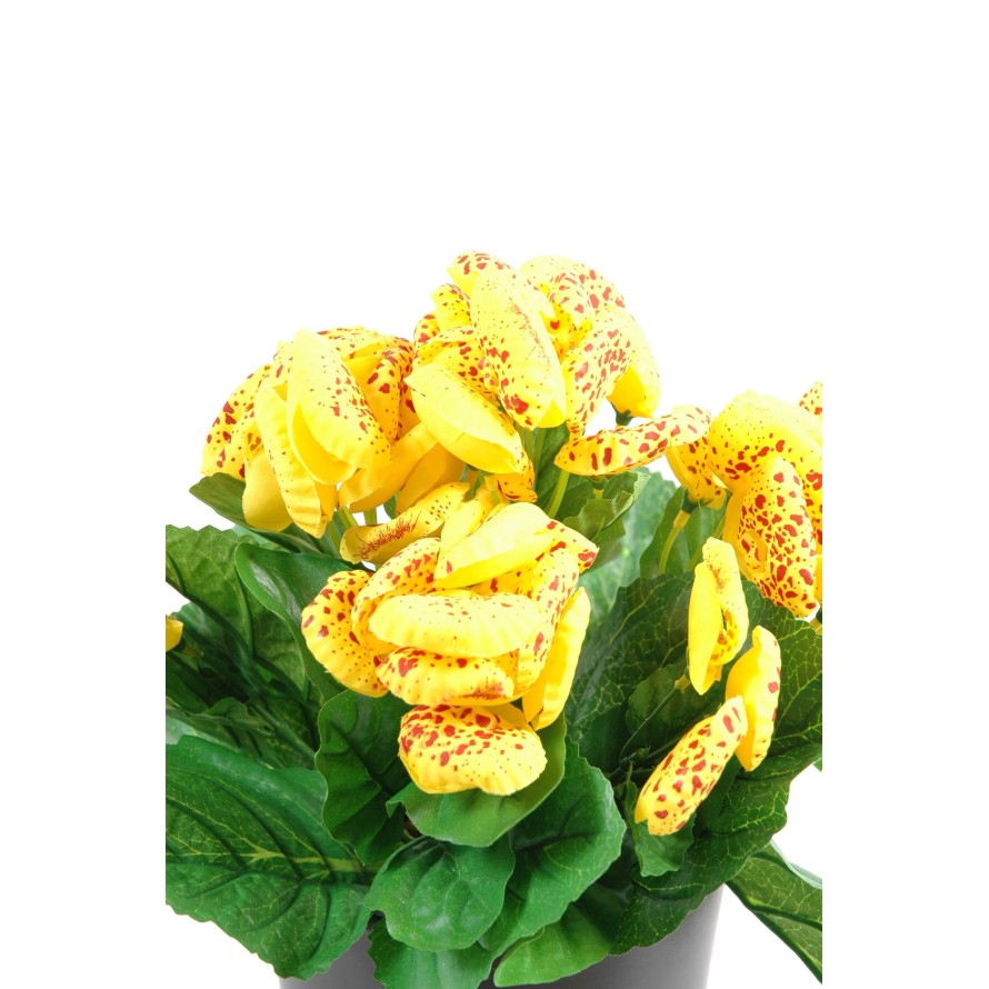 CALCEOLARIA (Net promotional price)