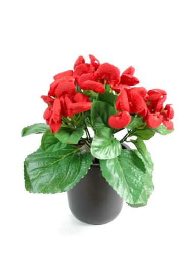 PANTOFFELBLUME (Netto-Aktionspreis)