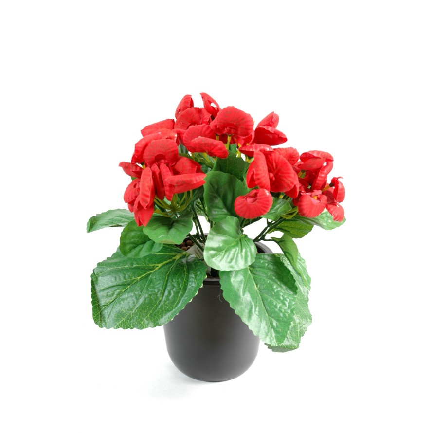 CALCEOLARIA (promo net)