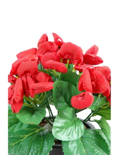 PANTOFFELBLUME (Netto-Aktionspreis)