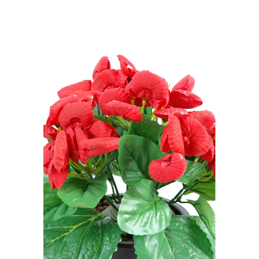 CALCEOLAIRE (promo net)