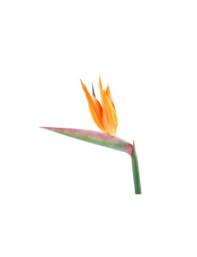 STRELITZIA (Ave del...