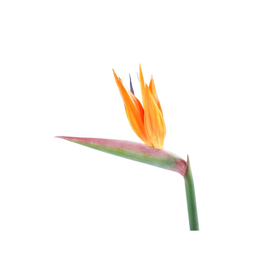 STRELITZIA (Papageienblume) STAMM