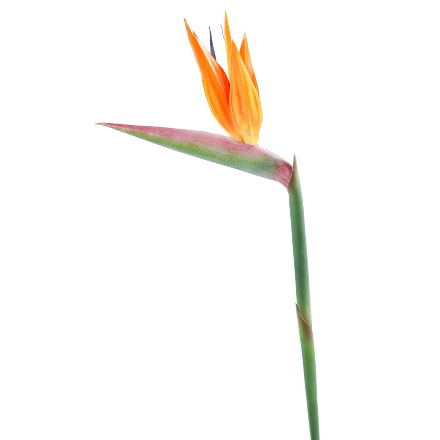 STRELITZIA (Papageienblume) STAMM