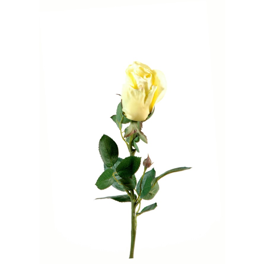 ROSE JOEY OPEN BUD (Net promotional price)